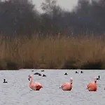 De Schoppe 4* Winterswijk